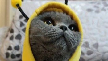 ️夏日海滩最靓的猫，原来是用了MAG卵磷脂！