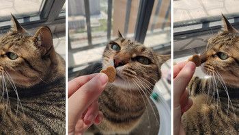 美毛好物分享丨猫咪用鱼油卵磷脂