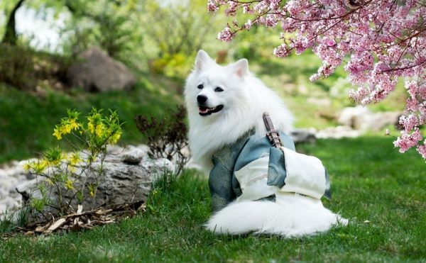 为什么要遛狗