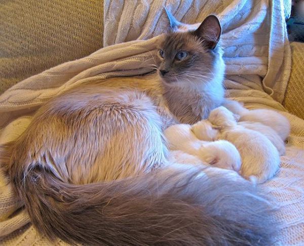 你真的会喂猫吗？从出生到老年，猫咪饮食攻略，打包带走！