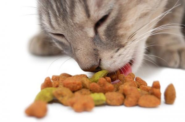 你真的会喂猫吗？从出生到老年，猫咪饮食攻略，打包带走！
