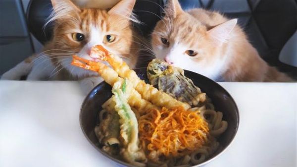 你真的会喂猫吗？从出生到老年，猫咪饮食攻略，打包带走！
