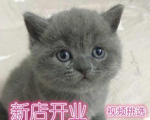 猫咪突然胃口大开，如何调节饮食（宠物健康与饮食密不可分）