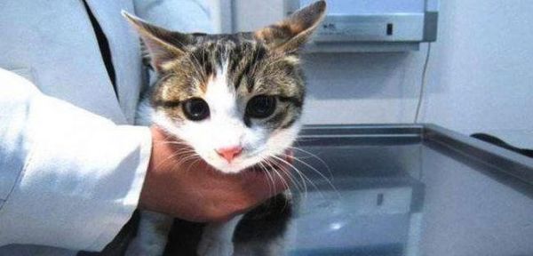 猫咪突然胃口大开，如何调节饮食（宠物健康与饮食密不可分）