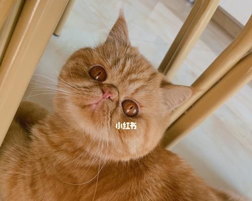 宠物小猫能否食用包子（探究小猫饮食习惯及对包子的反应）