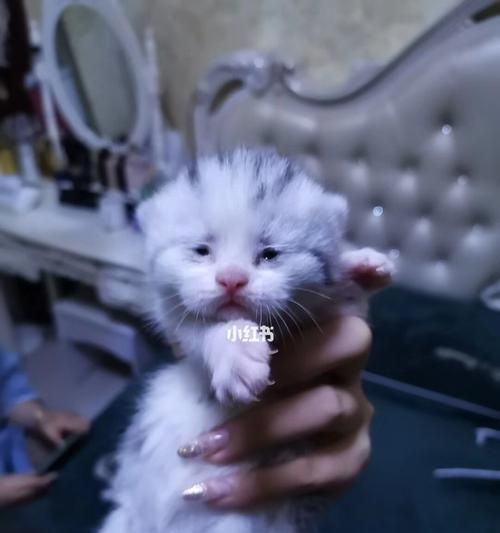 宠物小猫能否食用包子（探究小猫饮食习惯及对包子的反应）