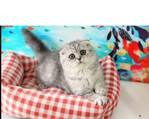 宠物小猫能否食用包子（探究小猫饮食习惯及对包子的反应）