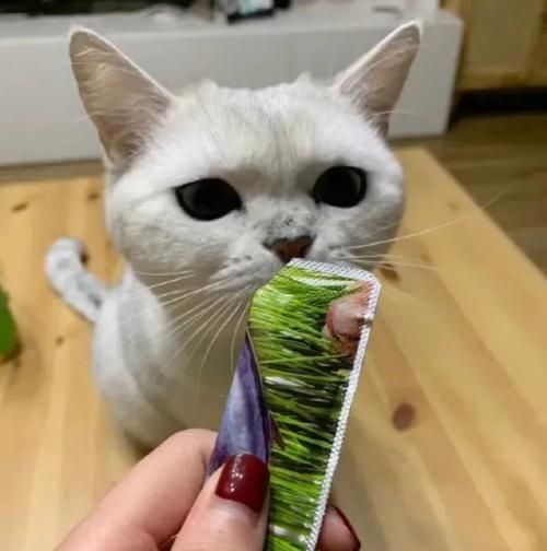 小猫能否吃麦片（探究猫咪饮食禁忌）