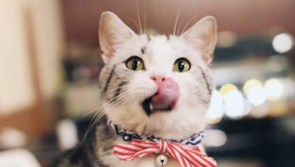 小猫能否吃麦片（探究猫咪饮食禁忌）