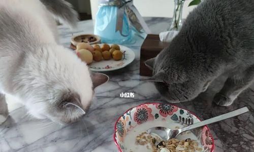 小猫能否吃麦片（探究猫咪饮食禁忌）