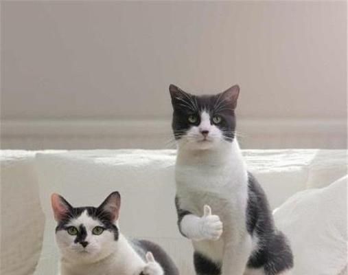 如何提高宠物猫咪的免疫力（从饮食和生活习惯入手）