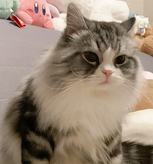 猫咪暴食引发的健康问题（以宠物猫的饮食习惯为例）