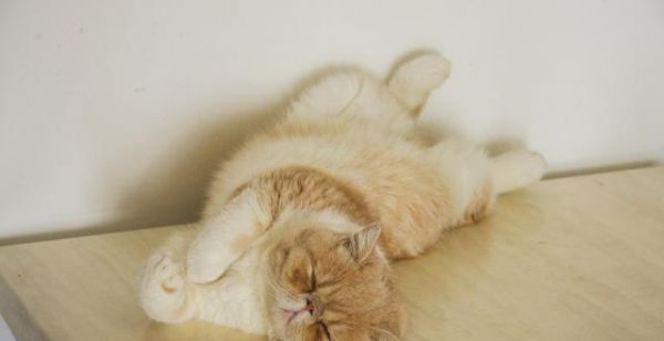 猫咪吃什么好？——宠物猫饮食指南