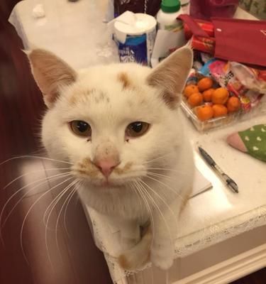 猫咪吃什么好？——宠物猫饮食指南