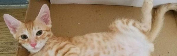 猫咪吃什么好？——宠物猫饮食指南