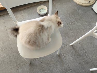 猫生活，慵懒得刚刚好
