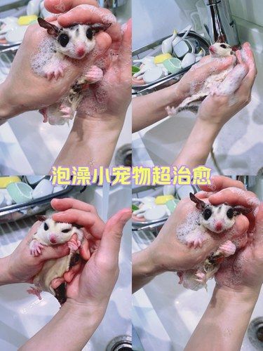 泡澡小宠物超治愈