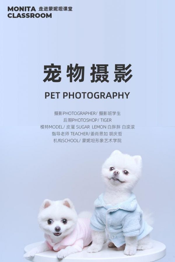 为什么成为一名宠物摄影师，这不只有爱，宠物摄影作品欣赏