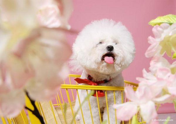 为什么成为一名宠物摄影师，这不只有爱，宠物摄影作品欣赏