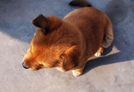 后期狗是什么意思