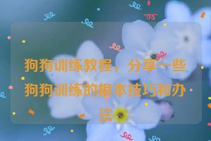 狗狗训练教程，分享一些狗狗训练的根本技巧和办法