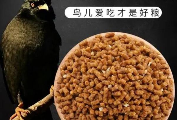 养鸟必看鸟食篇
