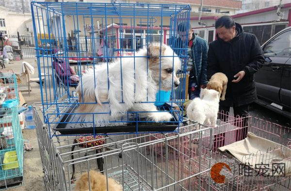 哈尔滨的宠物市场有哪些 位置在哪里