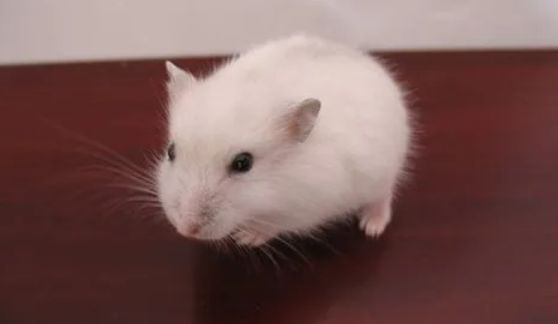 银狐仓鼠冬眠吗