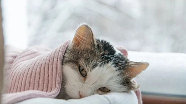 猫贫血症：原因、症状和治疗