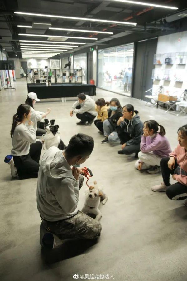 吴起老师汪星学院：全国首套治疗犬培训师课程全新升级，6月报名火热