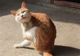 猫咪牙龈出血怎么办?