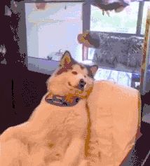 宠物的口腔健康比你想的要重要！