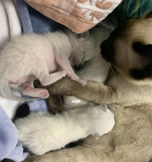 如何让宠物猫停止乱跑（15个简单易行的方法）