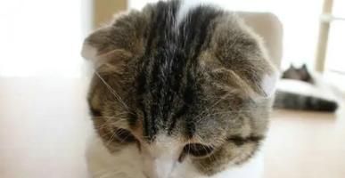 宠物猫咪为什么尾巴会变黑（探究猫咪尾巴变黑的原因和防治方法）