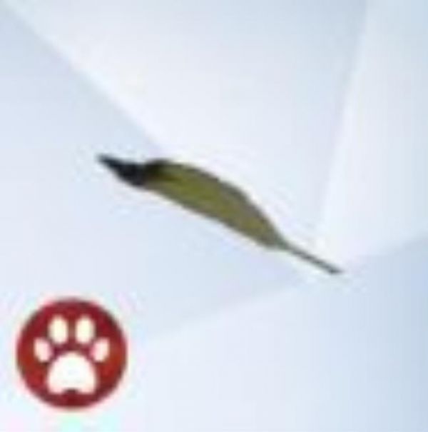 An image from The Sims 4 Cats And Dogs of the Finch Feather