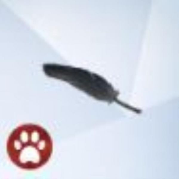 An image from The Sims 4 Cats And Dogs of a Puffin Feather