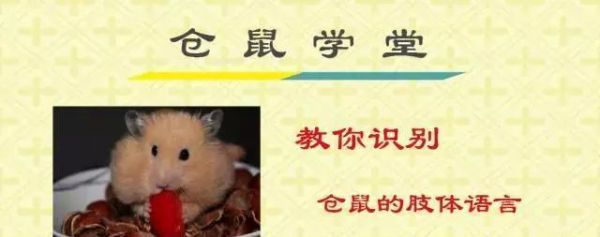 仓鼠学堂｜教你识别仓鼠的肢体语言