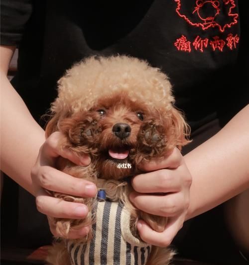 狗狗剃了毛，晒太阳有讲究（如何正确给宠物晒太阳）