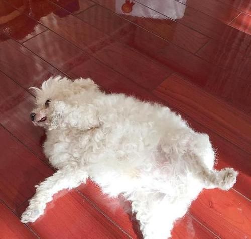 狗狗剃了毛，晒太阳有讲究（如何正确给宠物晒太阳）