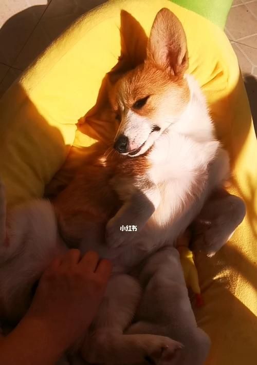 狗狗剃了毛，晒太阳有讲究（如何正确给宠物晒太阳）