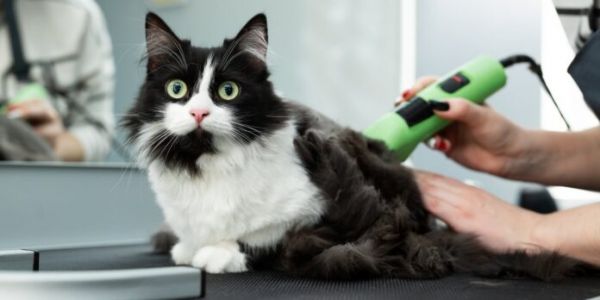 如何给猫剃毛