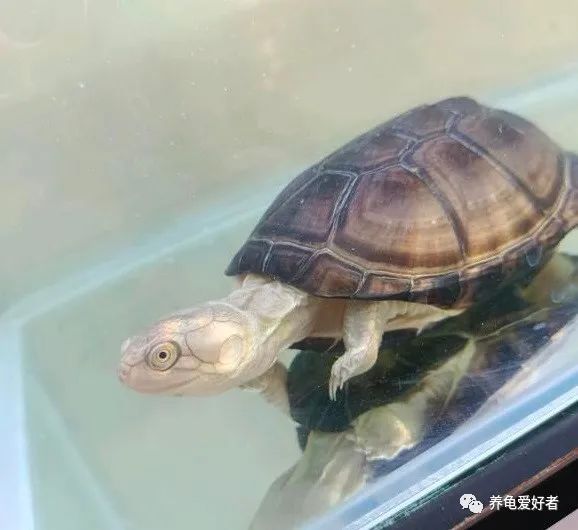 你以为只要够热度龟就没事啦?天真