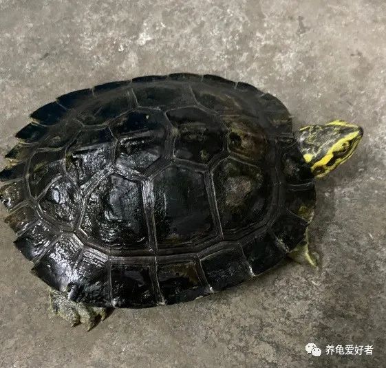 你以为只要够热度龟就没事啦?天真