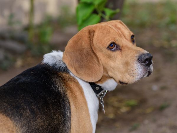 中型犬的运动轨迹追踪：智慧定位项圈让宠物管理更简单
