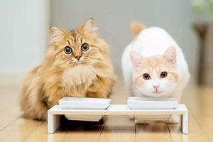 老年猫吃什么猫粮好 老年猫食用猫粮推荐