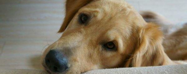 老年犬的护理要点 想要老年犬安心度过晚年吗?