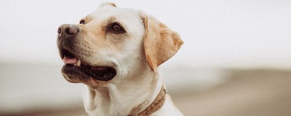 老年犬饮食注意什么 老年犬吃什么好