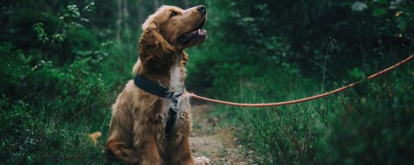 老年犬咳嗽 药不能乱喂