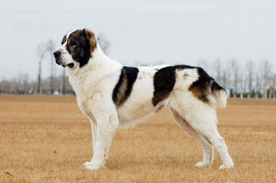 中亚牧羊犬