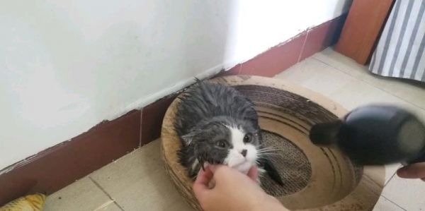 如何让宠物猫克服吹风机恐惧（15个实用的训练方法教你解决猫咪害怕吹风机的问题）